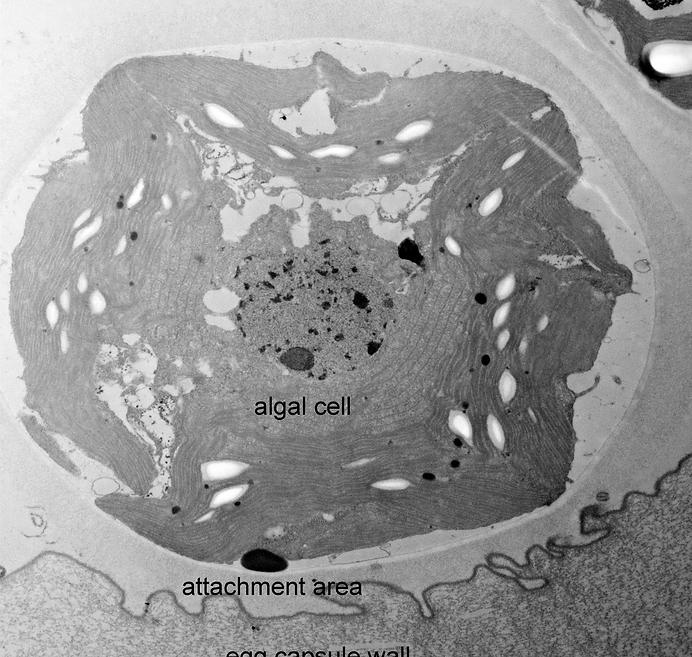 Algal Cell Microscopic image of an algal cell