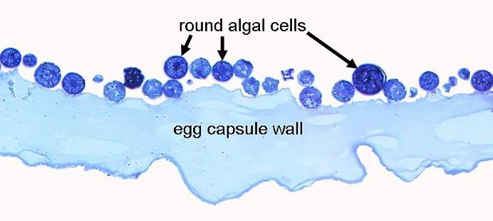 Egg Capsule Wall Microscopic image of salamander egg capsule