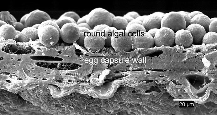 Egg Capsule Microscopic image of salamander egg capsule