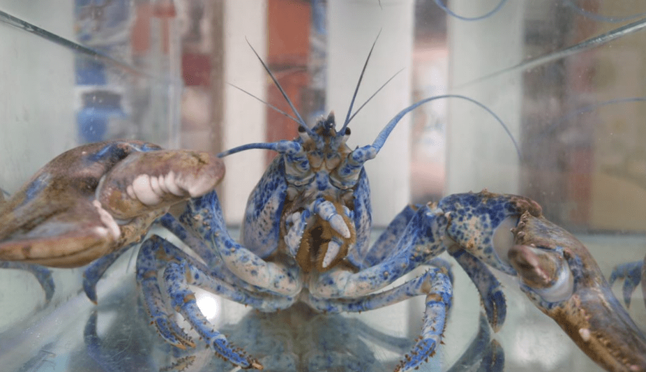 A blue lobster