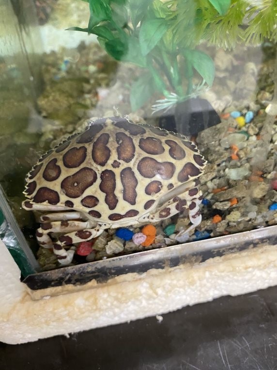 Picture of a Calico Box Crab