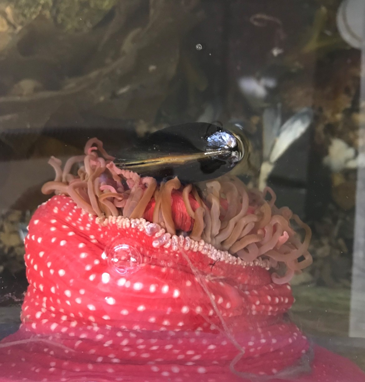 Picture of a Live White-spotted Rose Sea Anemone